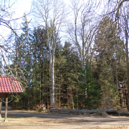 4 Rotbuchen bei der Kohlhauhütte