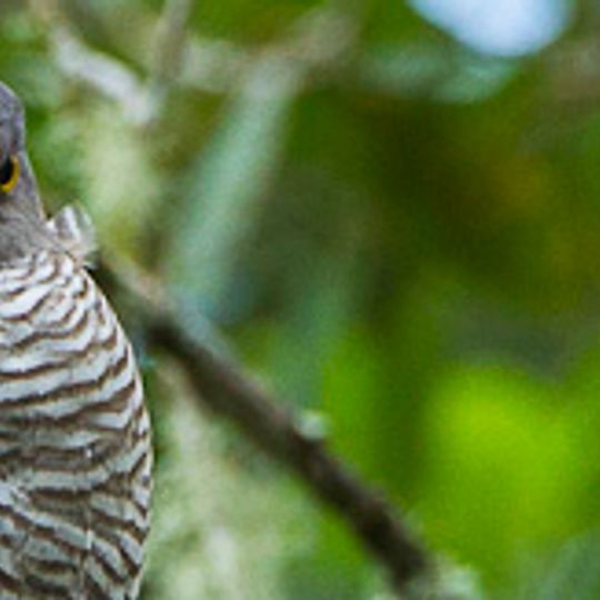 Parc national de Zahamena