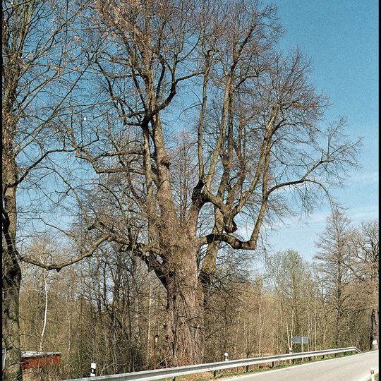 Lípa u Opatovického mlýna