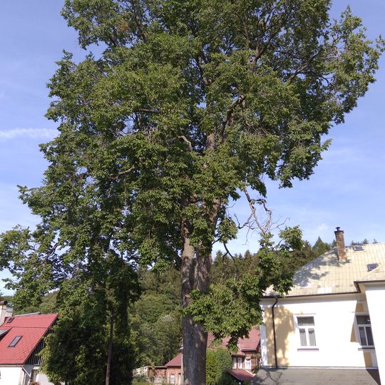 Jilm v Dolní Světlé pod Luží