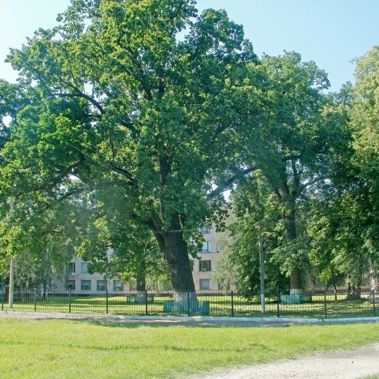 Group of centuries-old oaks