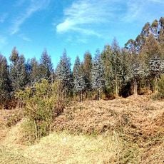 Castro de San Estevo