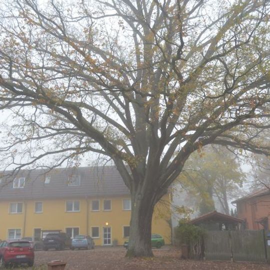 Naturdenkmal Stiel-Eiche am Wohnblock Grimnitzer Straße 11b in Joachimsthal