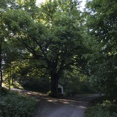 Linde in Schauerschlag