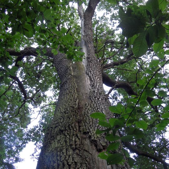 Dub ve Veltrubském luhu