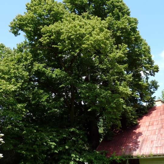 Lípa pod nádražím