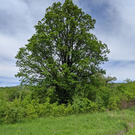 Quercus in Golyama Zhelyazna
