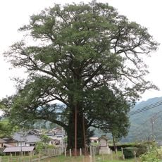 Takinoya no Hidarimakigaya