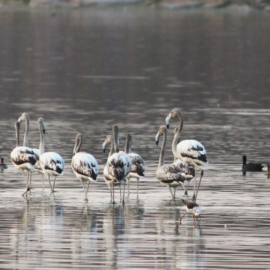 Ameenpur Lake