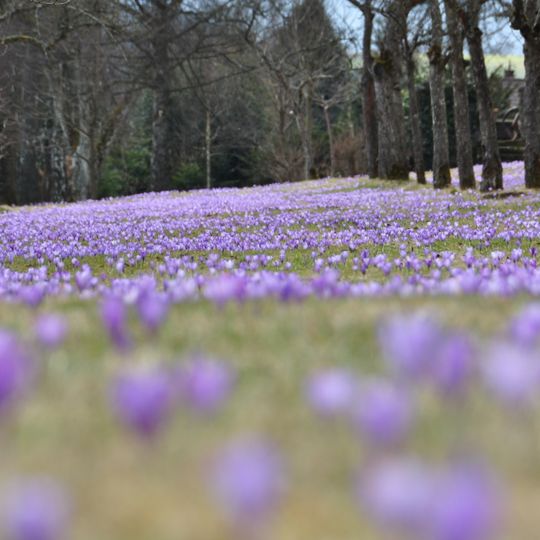 Zavelsteiner Krokuswiesen