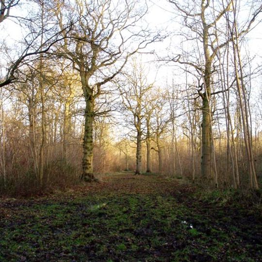 Langley Wood