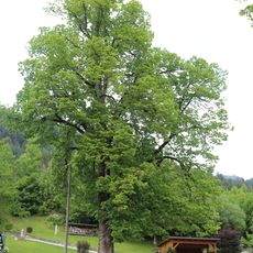 Linde bei der Schöffmannsäge