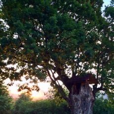 Quercus petraea in Pravets