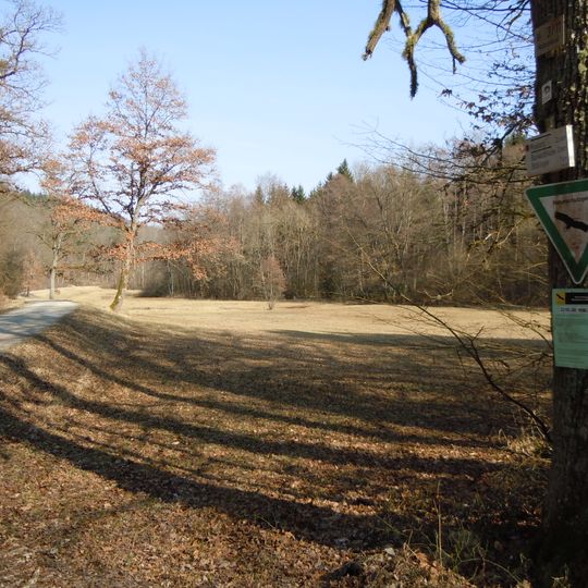 Waldwiese im Mahdental