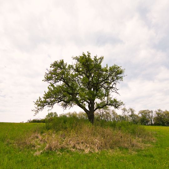 1 Birnbaum Kühbergsrain