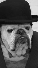 Bulldog Blogger