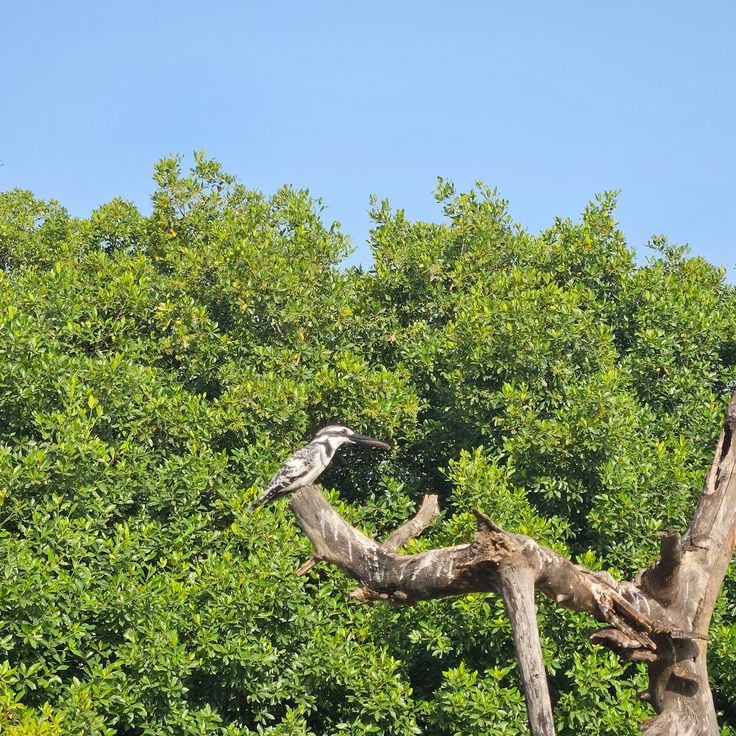 Tanji Bird Reserve