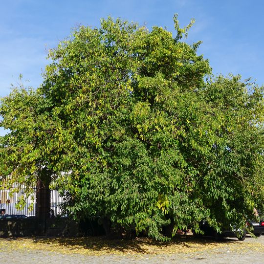 Weiße Maulbeere, Nordseite Schloss