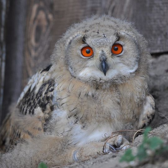 Wild- und Freizeitpark Willingen