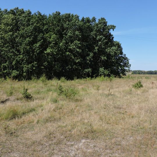 Голубіївський ліс