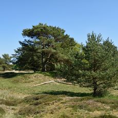 Barker Heide
