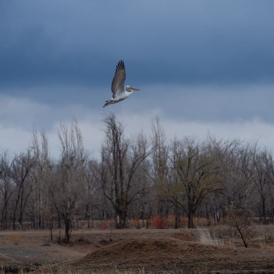 Zheskazgan Botanical Garden
