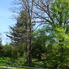 Dub v Nových Mlýnech (II.)