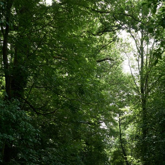 Gehölzbestandener Hohlweg