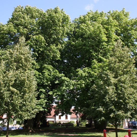 Jírovce na náměstí Vojtěšky Matyášové