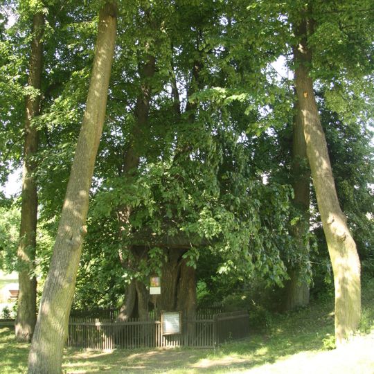 St. Vitus Linden Tree