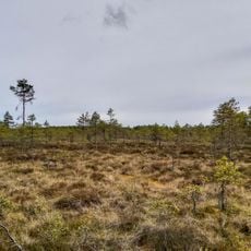 Kārķu purvs