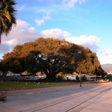 Moreton Bay Fig Tree