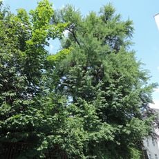 Ginkgobaum in Linz