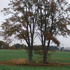 Kříž v polích východně od Záhostic