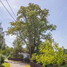 Lípy u kapličky v Nové Vsi u Postupic