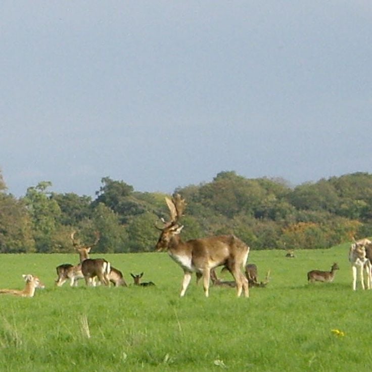 Phoenix Park