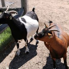 Kinderboerderij Poelepetaat