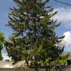 Norway spruce
