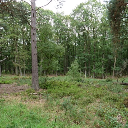 LSG-Hausener Busch/Hergartener Wald
