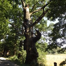 Dub u Starého Vdovce 2