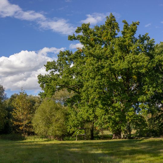 Kozlovice oak