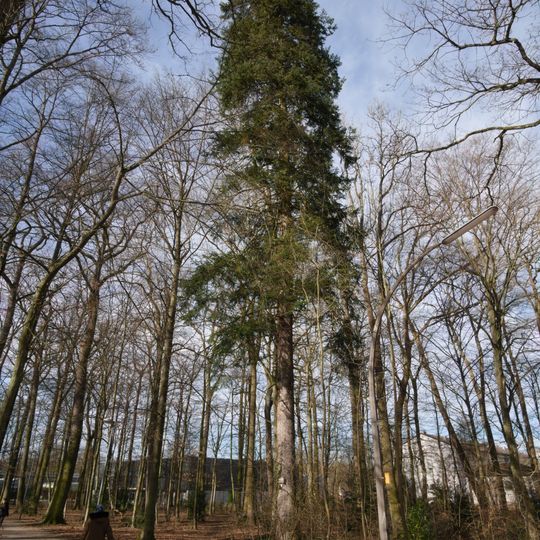 Weißtanne an der Trettachstraße