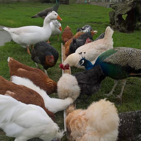 Ferme d'animation du Botrai