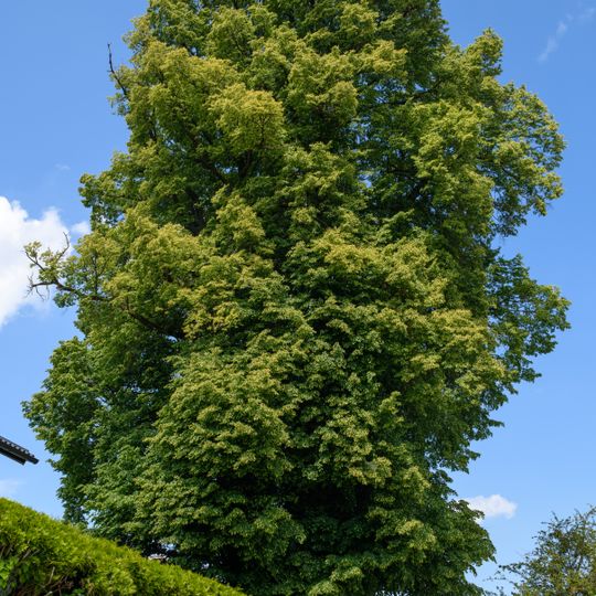 Doppellinde in Hochbau
