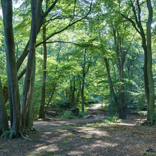 Foresta di Epping