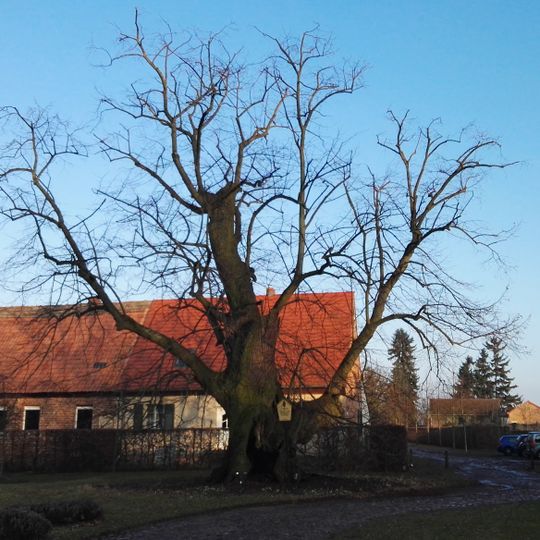 Schlosslinde von Kleßen