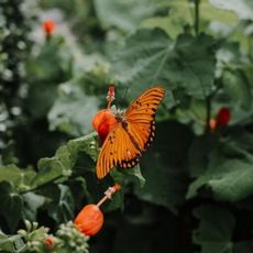 Texas Discovery Gardens