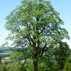 Natural monument Sycamore maple