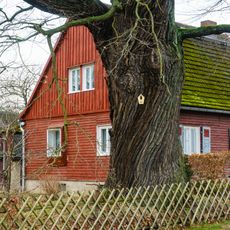 Oak (north) in Frauwalde
