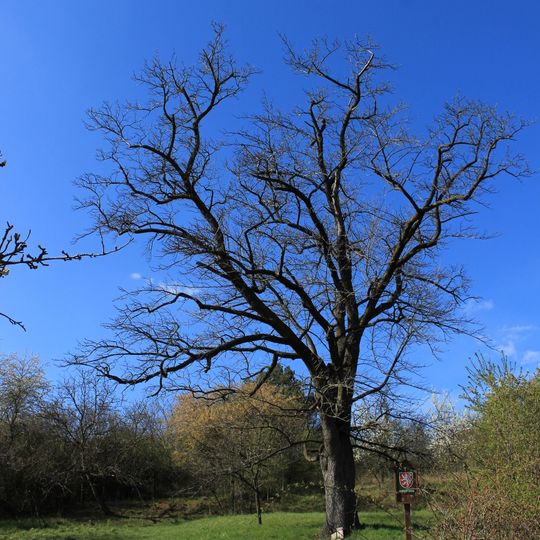 Hausnerova oskeruše